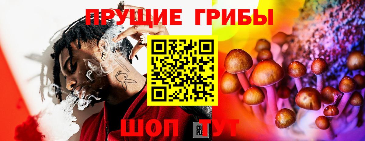Псилоцибиновые грибы Psilocybe Знаменск